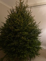 Disposal of Christmas tree collected by Clear Away Junk