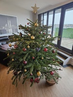 6ft Xmastree 3rd Floor no lift collected by Tom Norman Rubbish & Waste Clearance ltd
