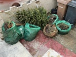 garden waste and Xmas tree 5 bags of garden waste and one 6 foot Xmas tree . E8 - removed for £100