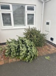 2x 6ft real Christmas trees X 2 Christmas real trees CV11 - removed for £86