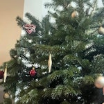 Christmas tree, 7feet Christmas tree without the christmas decorations NN8 - removed for £21