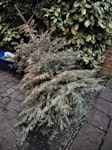 Christmas tree collection Christmas tree for recycling, outside the front of the house and easy to quickly load into a vehicle. TW2 - removed for £29