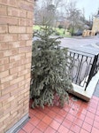 Christmas tree, less than 6ft Christmas tree less than 6ft TW20 - removed for £29