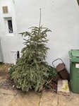 Old Xmas Tree 6ft generally able to pullover and “park” at ‘1 the mount’ (small side street off Heath Street), then need to walk about 25 metres to get to tree, which is already left outside the house. best to come during non rush hour, better chance of finding spot to quickly park on “the mount” NW3 - removed for £50