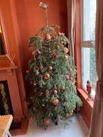 Christmas tree 6ft collected by Wasted