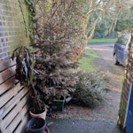 Two 7ft Xmas Trees Have two Xmas trees and also a dead potted plant to be removed. As well as a wooden pallet.
Thank you BR3 - removed for £71