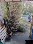 Two 7ft Xmas Trees Have two Xmas trees and also a dead potted plant to be removed.  As well as a wooden pallet.
Thank you BR3 - removed for £71