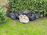 Garden waste Approx 12-14 bags of leaves and branch cuttings and a pile of logs and branches from a cut tree HA4 - removed for £104