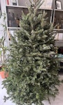 Xmas Tree ready to collect NW3 - removed for £50
