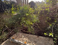 Thin tree branches collected by Get Your Junk On
