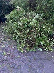Removal of garden waste Mainly the tops of a hedge that have been cut down EX39 - removed for £212