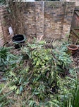 Garden waste + carpet Garden waste included predominantly plant/bush trimmings and roots. Carpet is from stairs/small landings. Includes underlay and grippers. SE27 - removed for £156