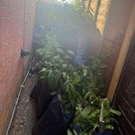 Bags with bush branches Bags of bushel branches so only green staff ME17 - removed for £95