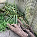 tree and shed There is a disassembled small wooden shed, a palm tree cut into manageable parts and two small metal racks. RH13 - removed for £104