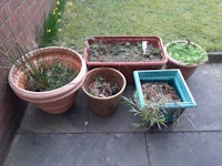 5 plant pots & soil collected by Achut Ltd