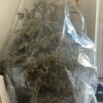 6' christmas tree HA0 - removed for £47