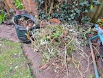 garden waste ready to collect Edited: Garden waste – now ready for collection (cut & sorted)
1 small pile of small wood twigs
1 larger pile of medium wood twigs
1 pile of thicker wood pieces
3 medium piles of green/leafy twigs
1 small pile of green/leafy twigs
2 garden baskets
3 small to medium-sized branches (not yet cut) 
All waste has already been cut down and neatly sorted into piles.
Access:
There are a few steps at the front of the house, and access is through the house (via kitchen and conservatory) to the garden. N8 - removed for £214