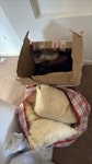 old shoes and old pillows box of old shoes and bag of old pillows
neither heavy N4 - removed for £29
