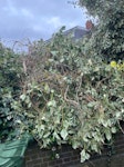 Garden waste Branches + leaves 2 large piles of Branches and leaves that I cut down from on top of my Garage Roof , too much for my small car. SE12 - removed for £104