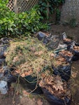 Garden Waste Approx 15 bags of dead leaves, some branches, old pots and other garden waste. NW1 - removed for £160