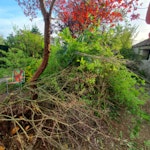 Garden waste I have two large heaps of garden waste to collect - I can send more photos and video but it's definitely a two man job and needs a pick-up or a truck. BA11 - removed for £335