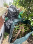 15 bags of garden waste There are 15 bags of garden waste plus a few small logs - bags are medium sized and full SW12 - removed for £123