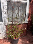 Garden planter Large planter with metal trellis EN2 - removed for £71