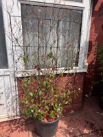 Garden planter collected by PT Waste Collection