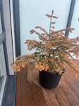 Small conifer tree It is just small conifer tree in the balcony. RH19 - removed for £29