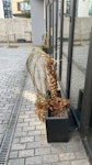 plants and pot x2 2 plant pots filled with soil and plant SW18 - removed for £57