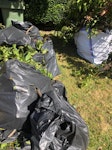 green waste SW2 - removed for £156