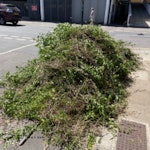 Garden waste - hedge trimmings TW11 - removed for £130