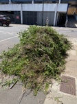 Garden waste - hedge trimmings TW11 - removed for £130