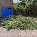 Garden waste garden waste from trimming hedges SE19 - removed for £257