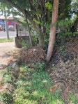 Front garden hedge cuttings Front garden hedge cuttings and branches. Some are short and some long. Branches are immediately placed within Easy access of own drive to load into van from front of house. TW5 - removed for £286