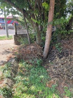 Front garden hedge cuttings collected by Abel Building Ltd