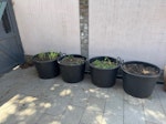 Four pots of soil Four large pots of soil (with some roots, small amount of small stones) SW17 - removed for £52