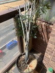 4 items different sizes/weight artificial plant is 140cm high and has heavy pot and on balcony, shower chair back 110cm high and wheeled, exerciser, small but quite heavy and has some electronics, Polti steam mop is electrical and is in 3 pieces BN3 - removed for £94