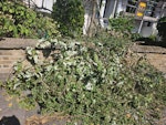 garden waste roughly 2x3x1 metres of leaves and sticks N1 - removed for £99