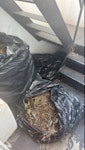 garden waste - 4 bags garden waste in bags SW6 - removed for £83