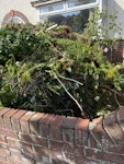 green waste garden waste including shrubs bushes CT17 - removed for £335