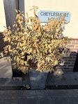 Dead plant and metal plant pot Dead plant with metal plant pot need removal GU21 - removed for £35