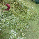 garden leaves NO BUILDERS WAST willow tree soft branches with 4 medium sized branches. no big trunk pieces and 1 1/2 ton bag of privet cuttings M22 - removed for £176