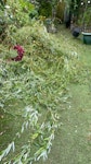 garden leaves NO BUILDERS WAST willow tree soft branches with 4 medium sized  branches. no big trunk pieces and 1 1/2 ton bag of privet cuttings M22 - removed for £176