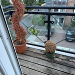 2 big plants and 2 small plant 2 big plants and 2 small plants SW15 - removed for £29