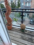 2 big plants and 2 small plant 2 big plants and 2 small plants SW15 - removed for £29