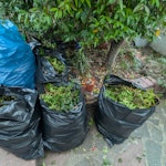 5 bags of garden waste Load Specification:
- 6 heavy-duty bags in total (570–620 litres)
- Pure green prunings (shrub foliage and thin branching). Strictly free from soil, turf, root balls, heavy timber, and inert rubble.
Access & Site Logistics:
- Location: Ground-level front garden directly adjacent to the street. BN1 - removed for £57