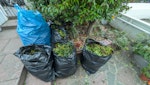 5 bags of garden waste Load Specification:
- 6 heavy-duty bags in total (570–620 litres)
- Pure green prunings (shrub foliage and thin branching). Strictly free from soil, turf, root balls, heavy timber, and inert rubble.

Access & Site Logistics:
- Location: Ground-level front garden directly adjacent to the street. BN1 - removed for £57