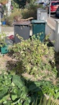 Garden waste Garden waste - mostly branches SE20 - removed for £214