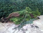 Small felled trees, approx 7 Dug up or felled trees, approx 7 trees from 5ft to 6ft. 
Dog for scale GL51 - removed for £130